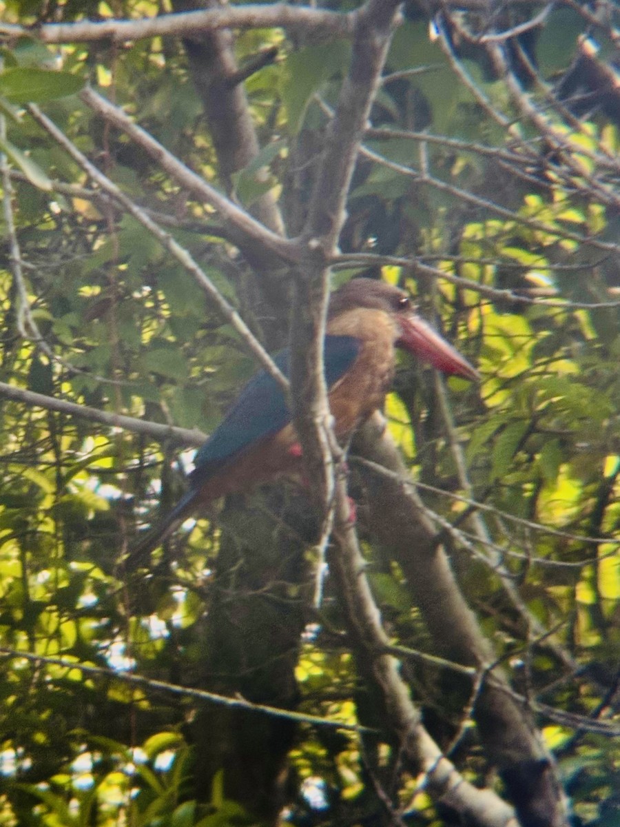 Stork-billed Kingfisher - ML645532513
