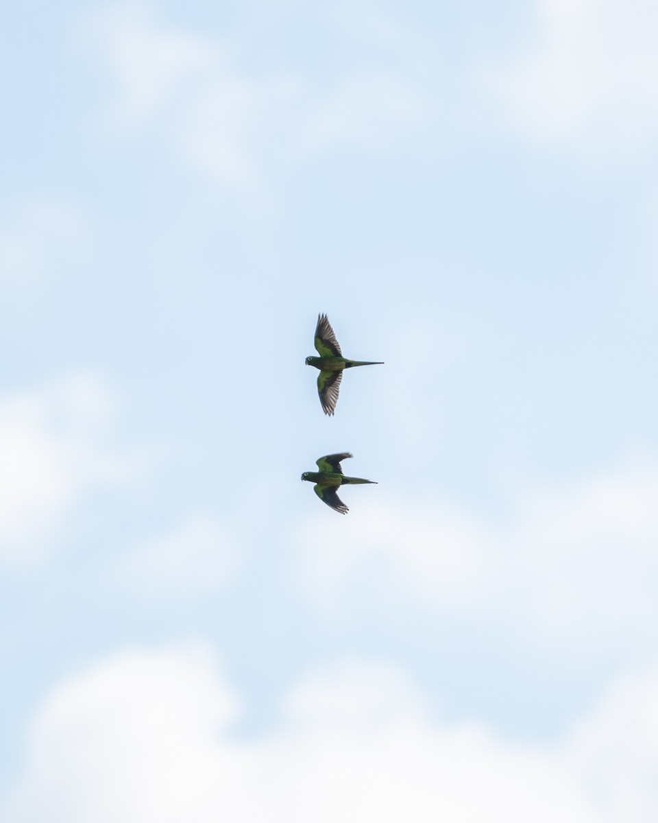 Olive-throated Parakeet - ML645532514