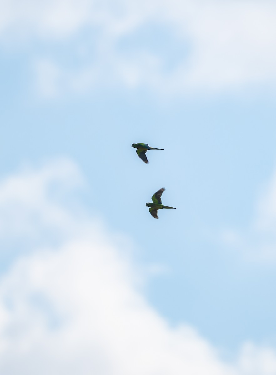 Olive-throated Parakeet - ML645532515