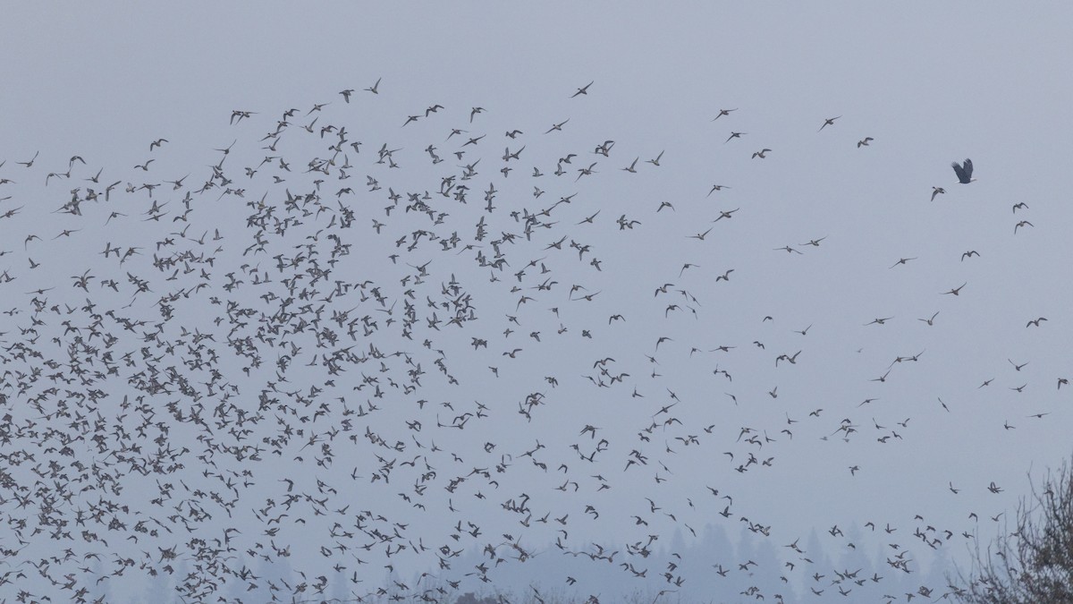 Bald Eagle - ML645532516