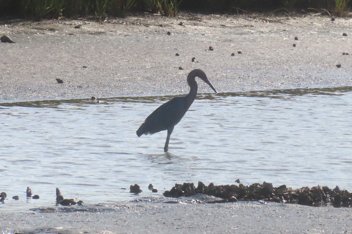Reddish Egret - ML645532518