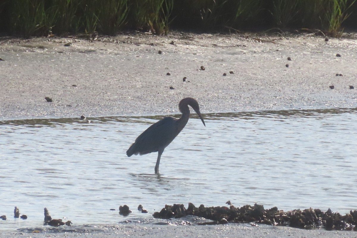 Reddish Egret - ML645532519