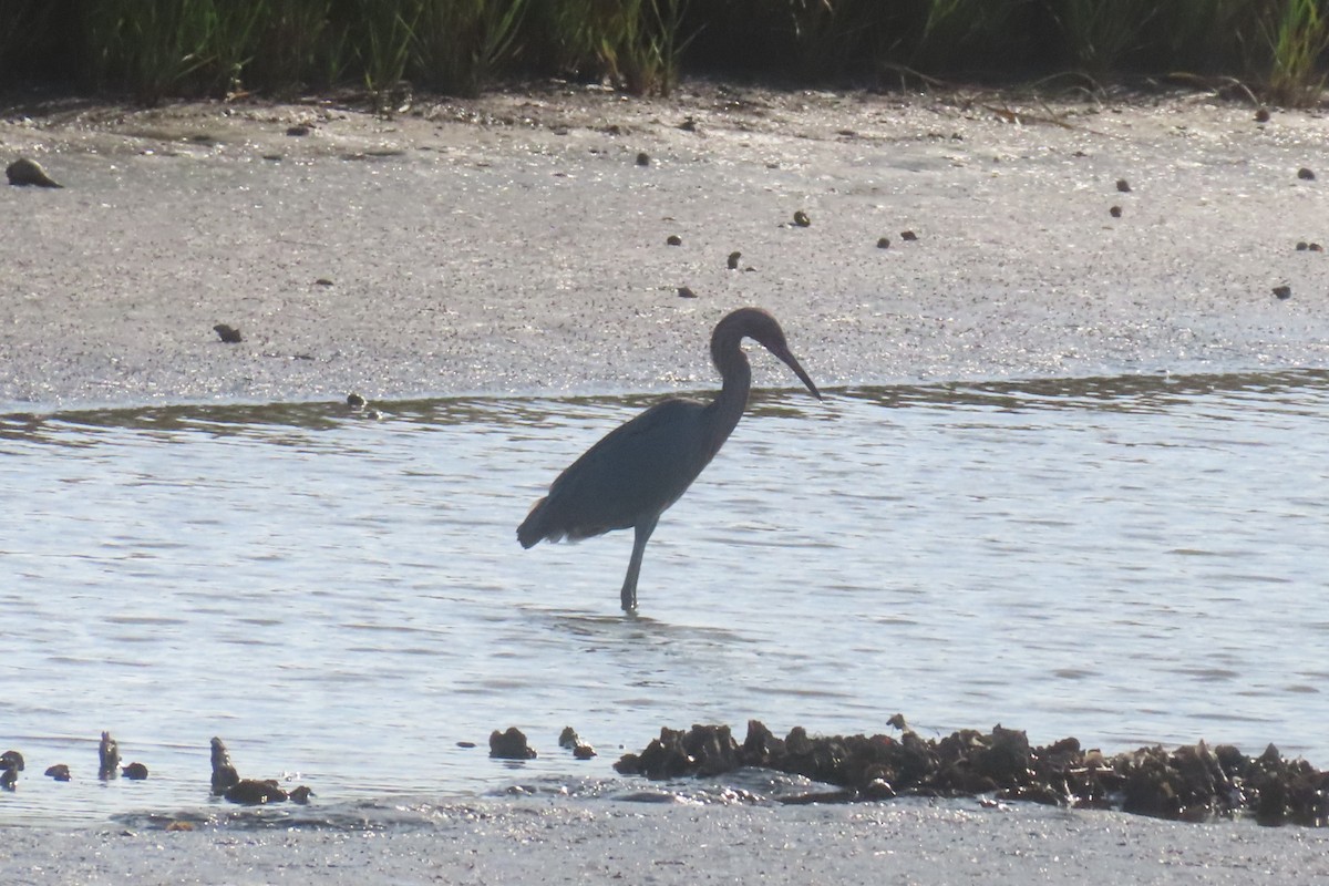 Reddish Egret - ML645532520