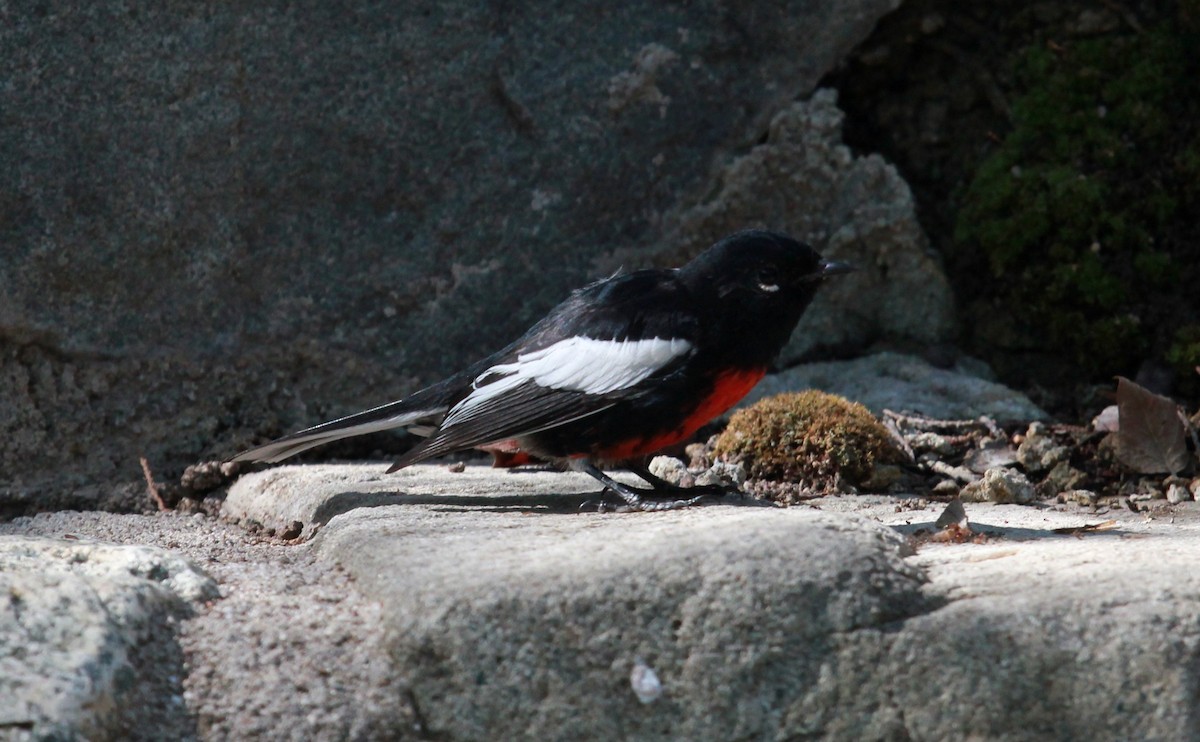 Painted Redstart - ML645532522