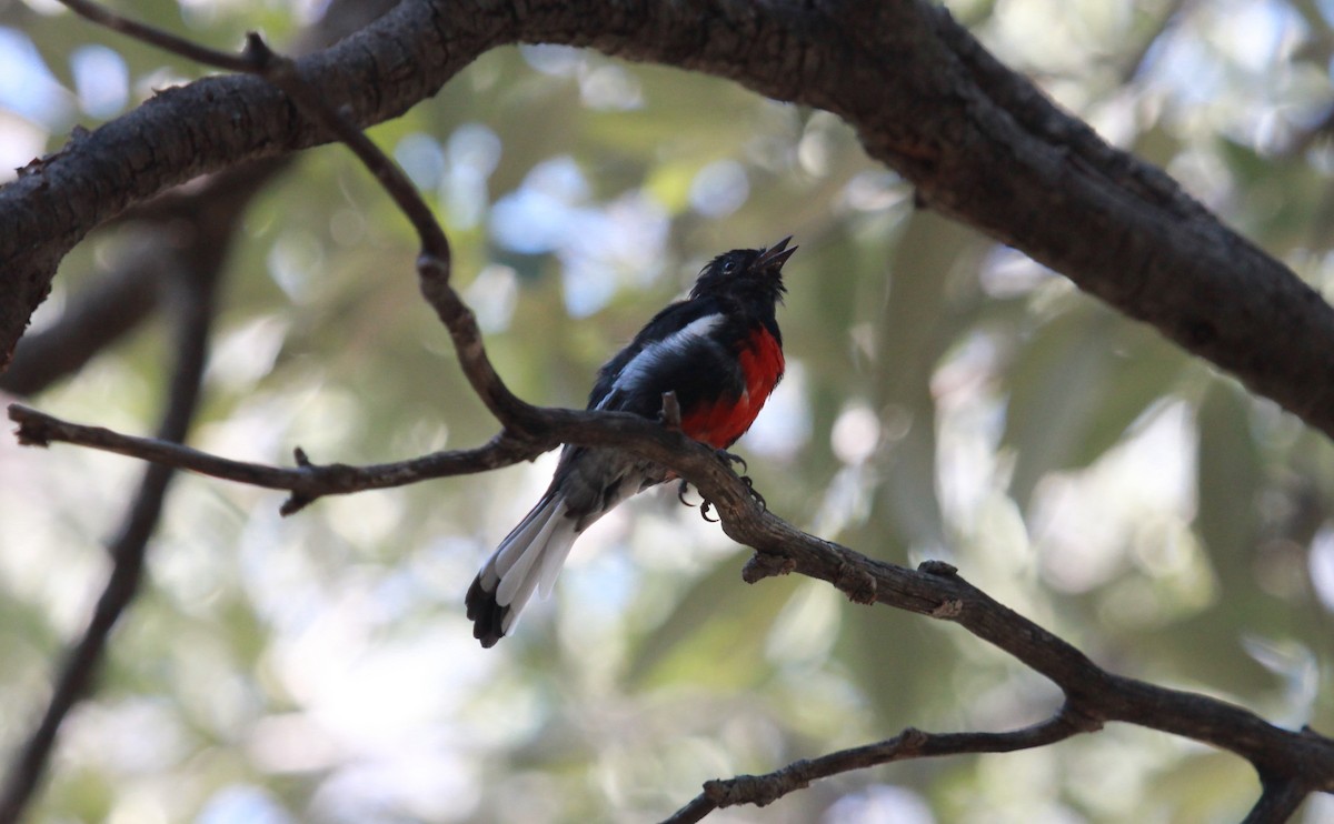 Painted Redstart - ML645532523