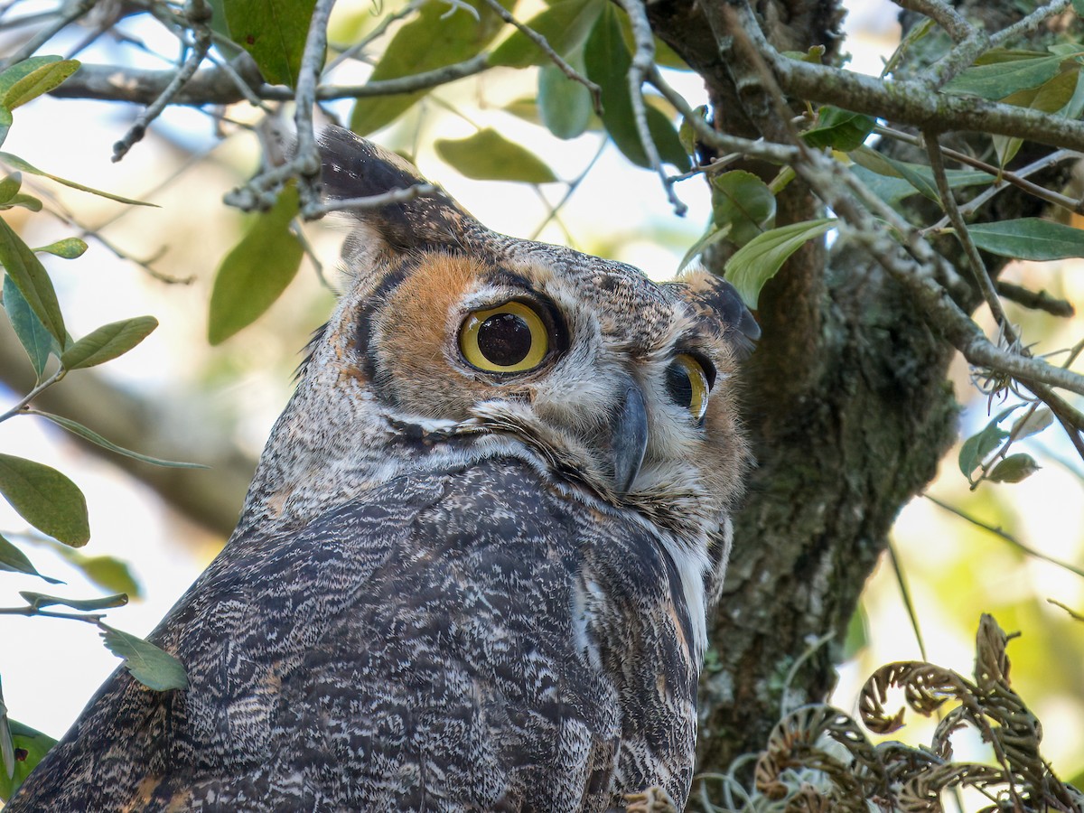 Great Horned Owl - ML645532524
