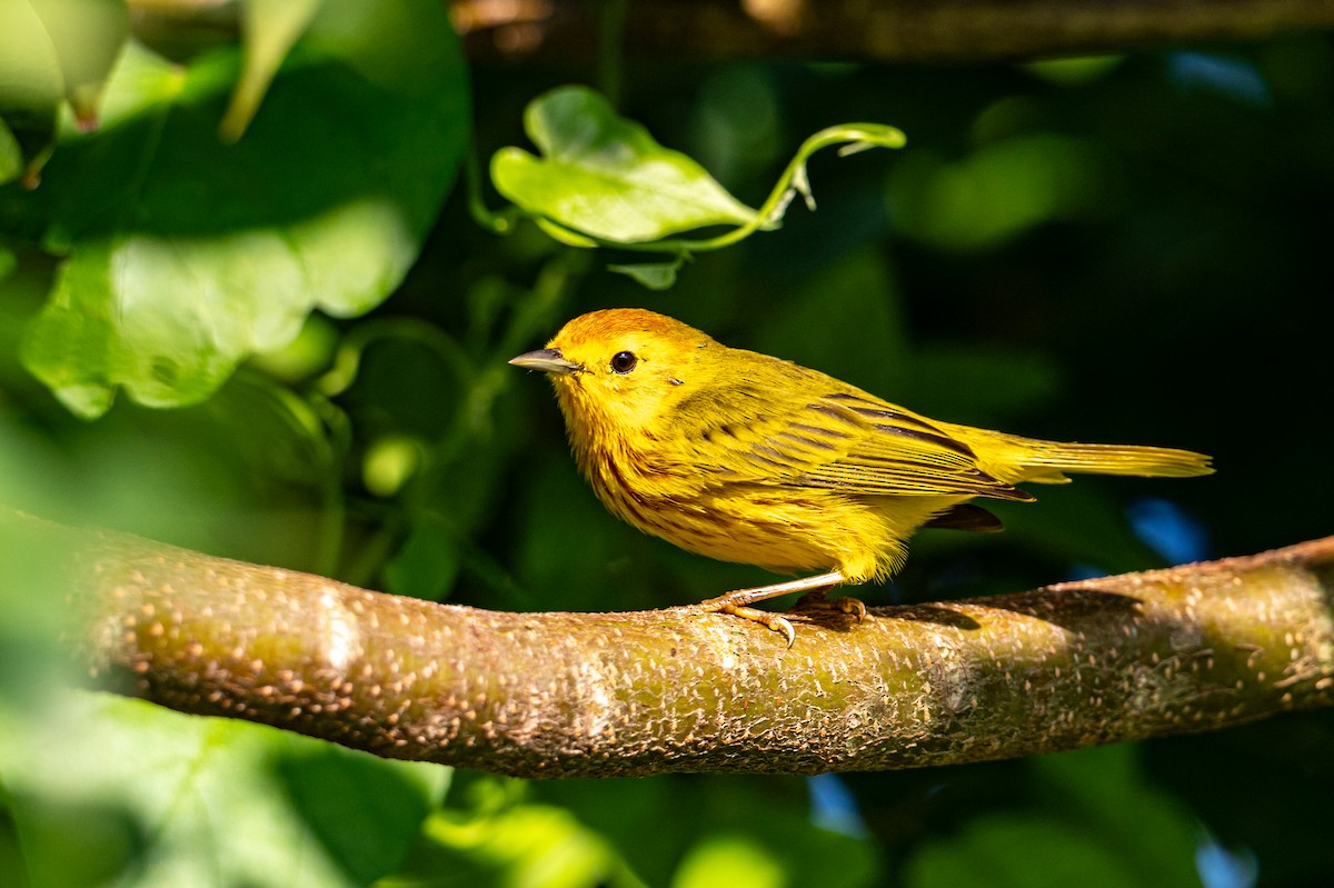 Northern Yellow Warbler - ML645532525