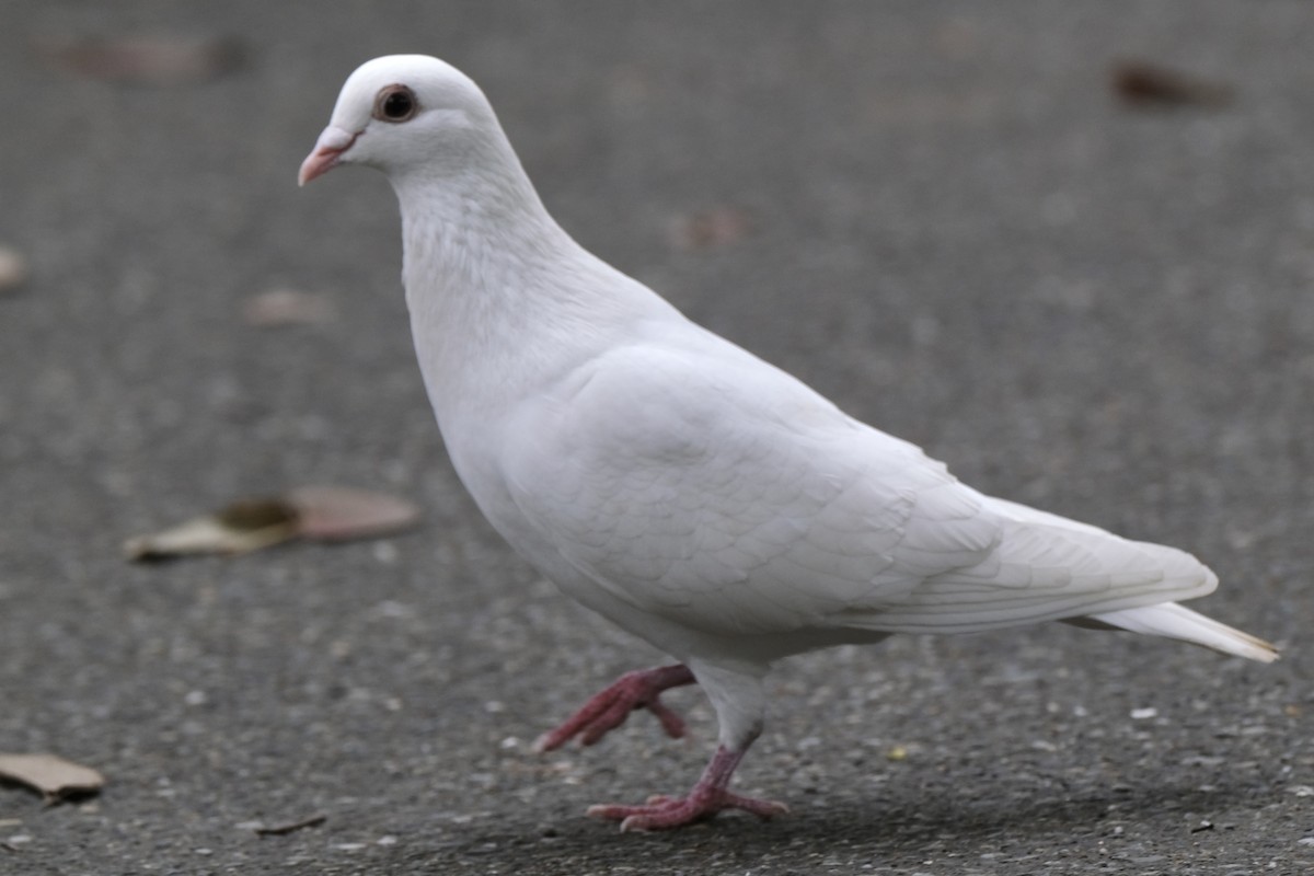 Rock Pigeon (Feral Pigeon) - ML645532526