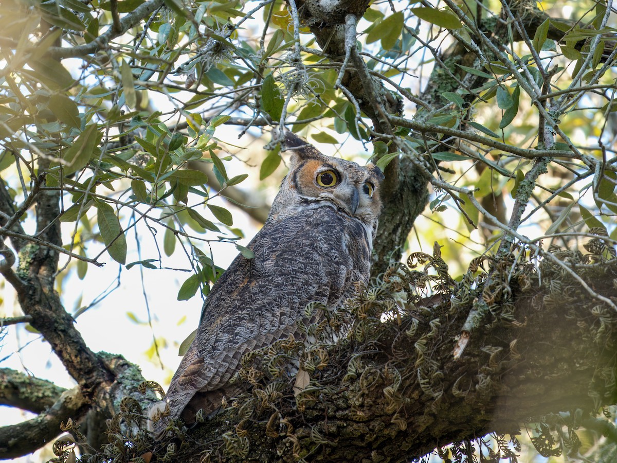 Great Horned Owl - ML645532529