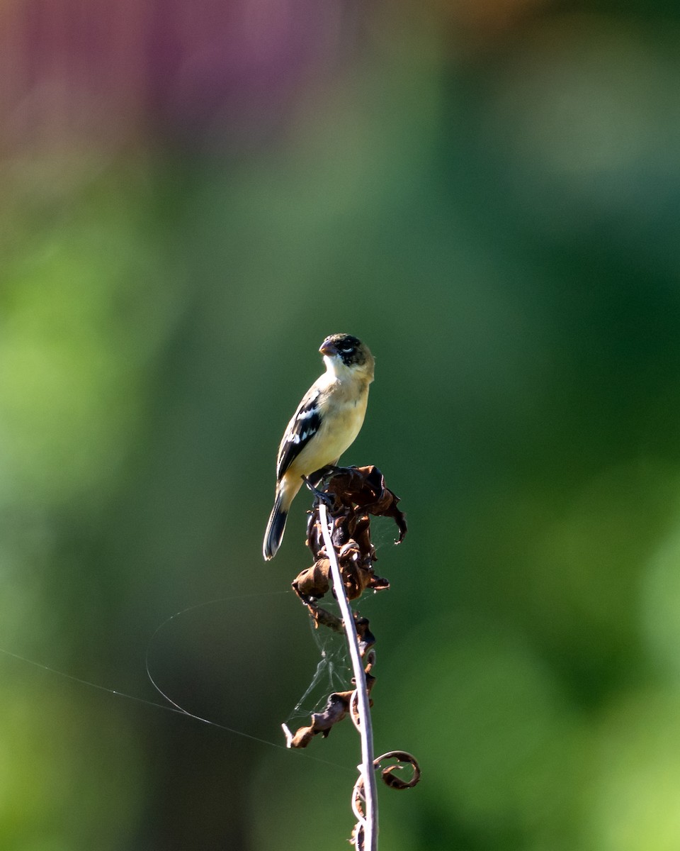 Morelet's Seedeater - ML645532531