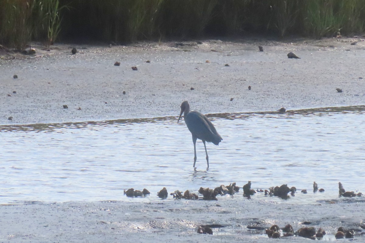 Reddish Egret - ML645532537