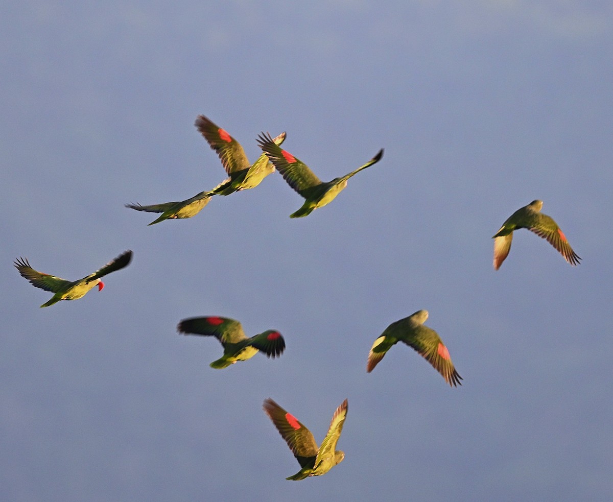 Tucuman Amazon - ML645532539