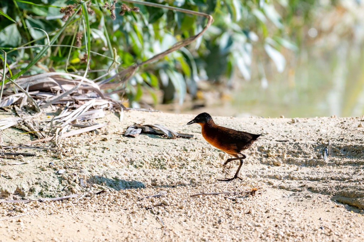 Ruddy Crake - ML645532540