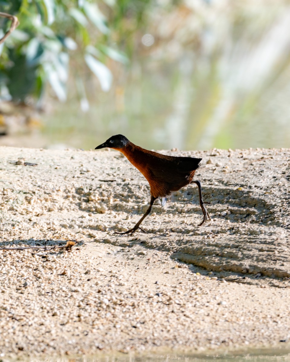 Ruddy Crake - ML645532541