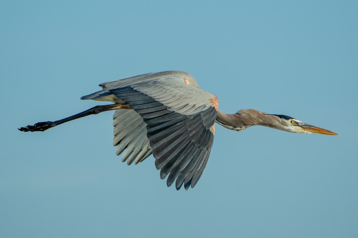 Great Blue Heron - ML645532542