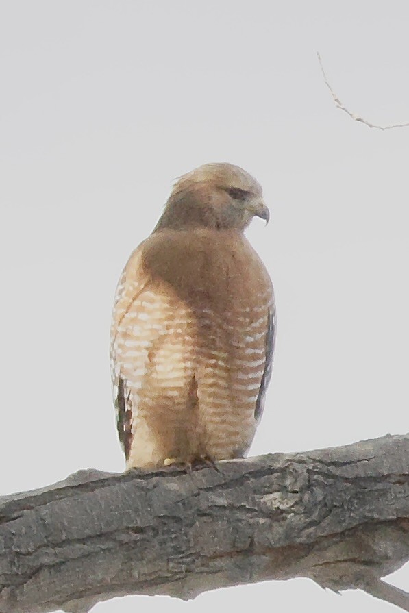 Red-shouldered Hawk - ML645532543
