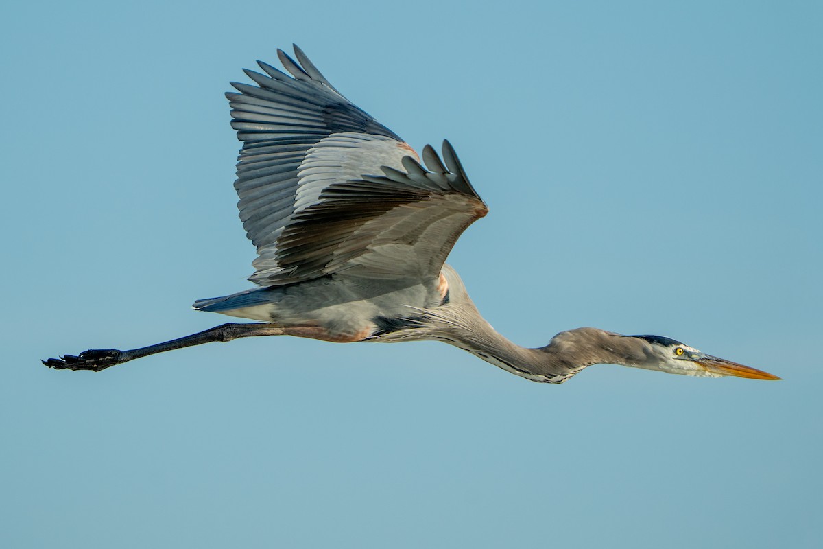 Great Blue Heron - ML645532544