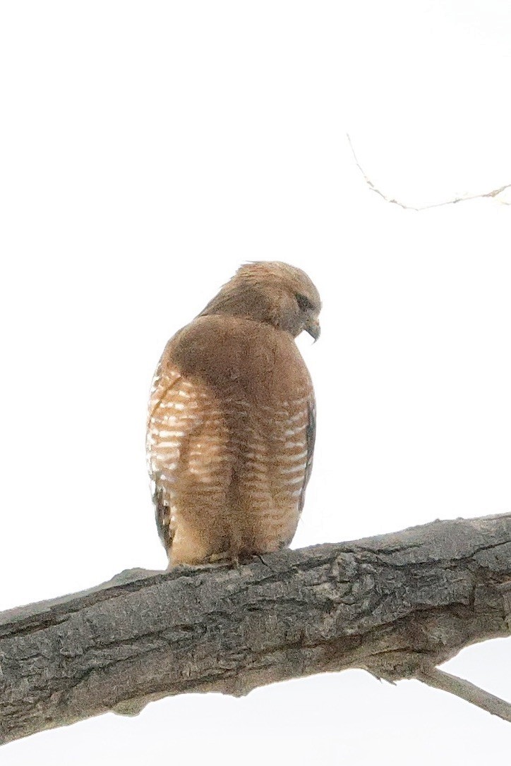 Red-shouldered Hawk - ML645532545