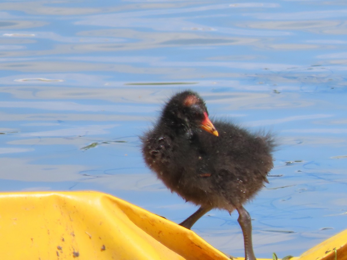 Dusky Moorhen - ML645532546