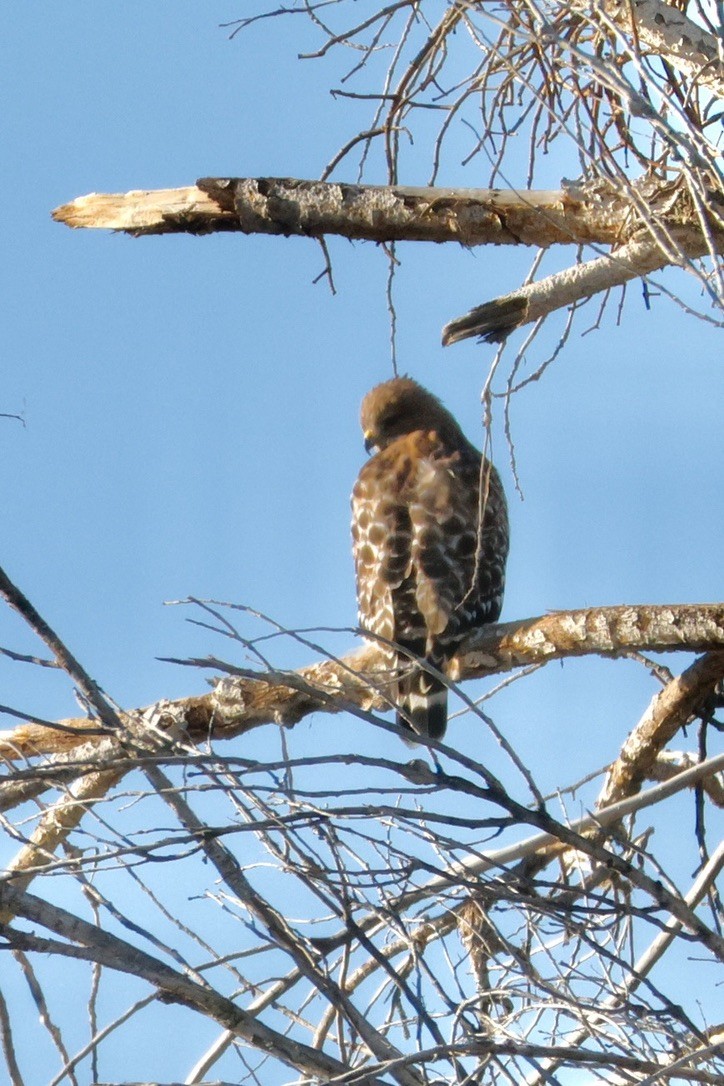 Red-shouldered Hawk - ML645532547