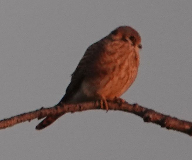 American Kestrel - ML645532548