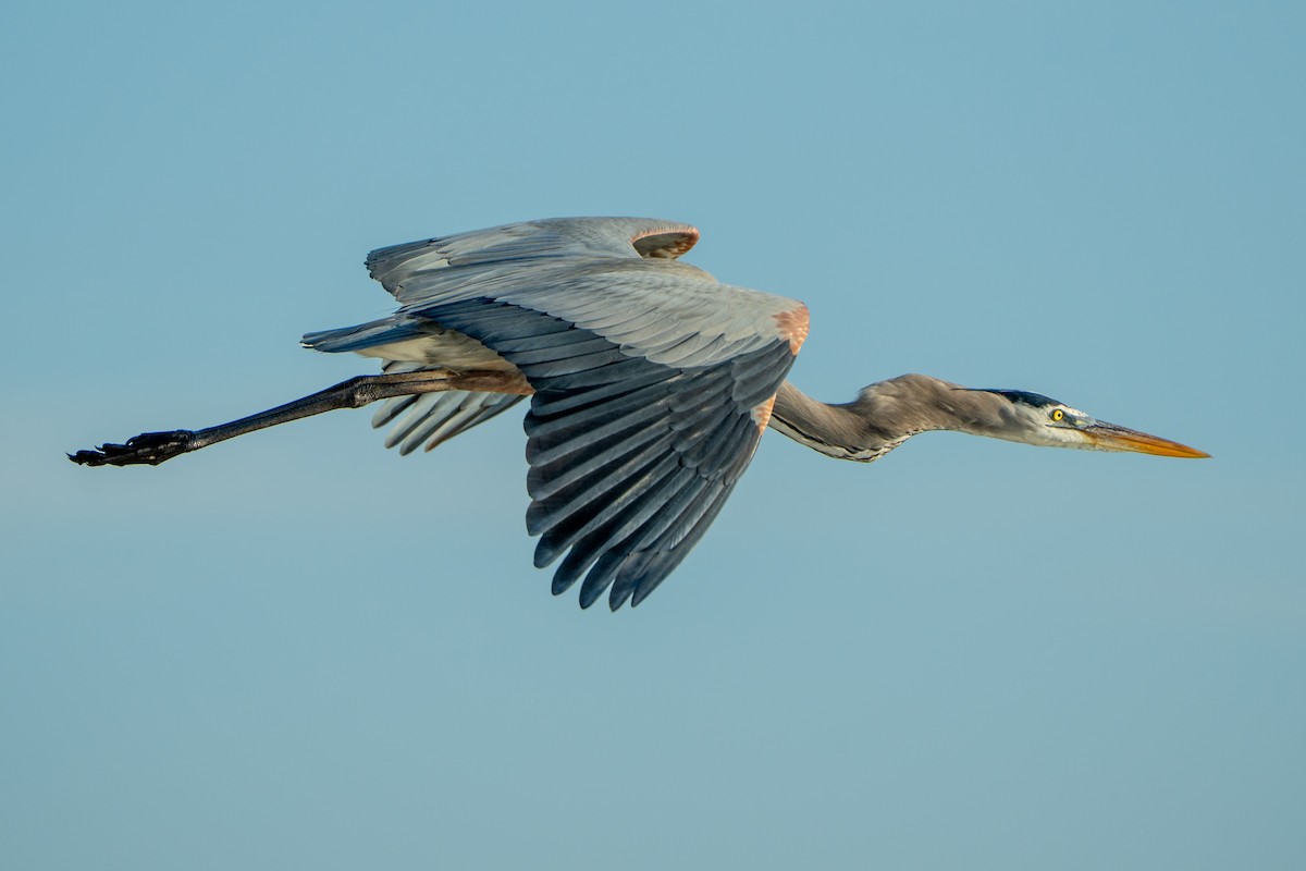 Great Blue Heron - ML645532549