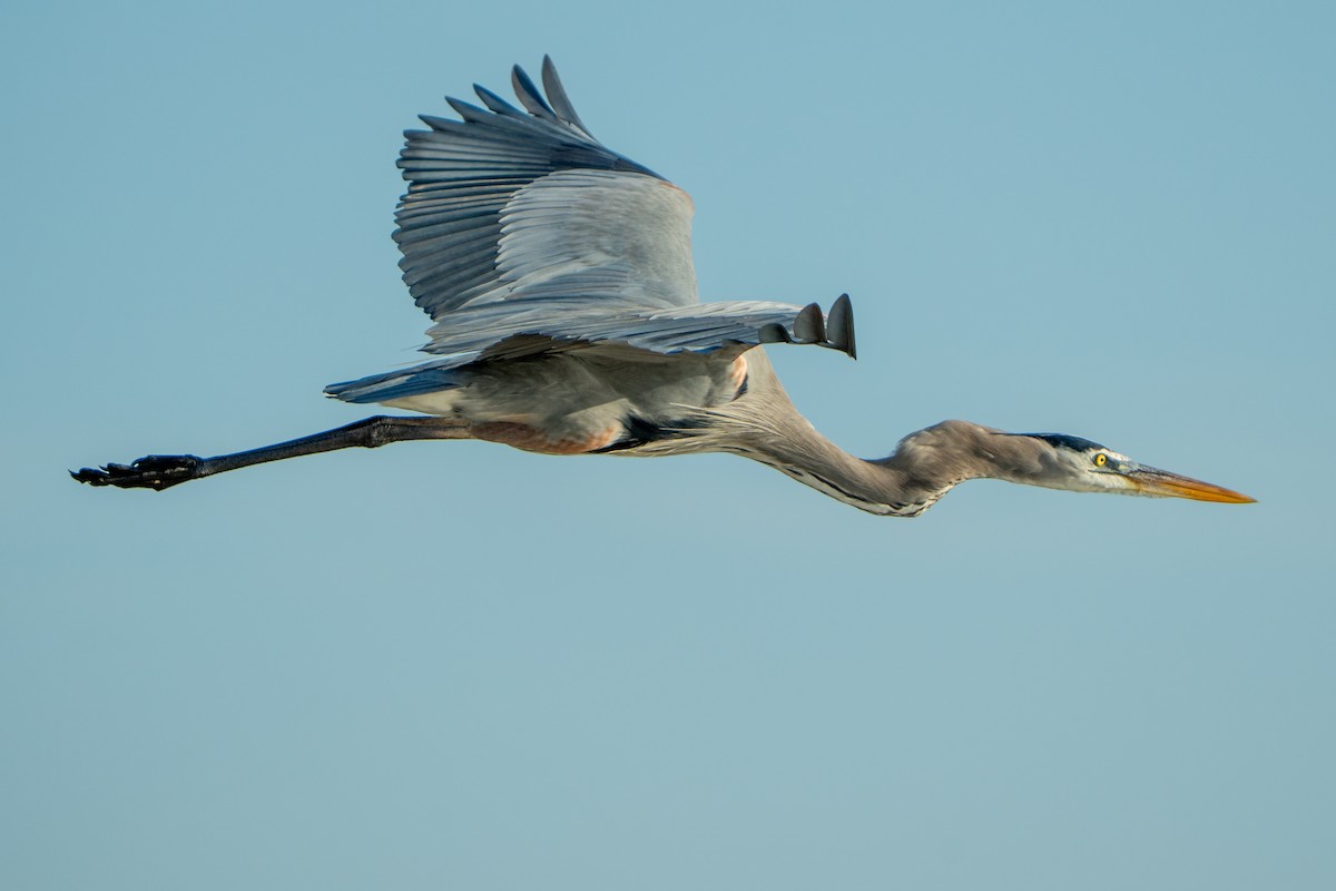 Great Blue Heron - ML645532552