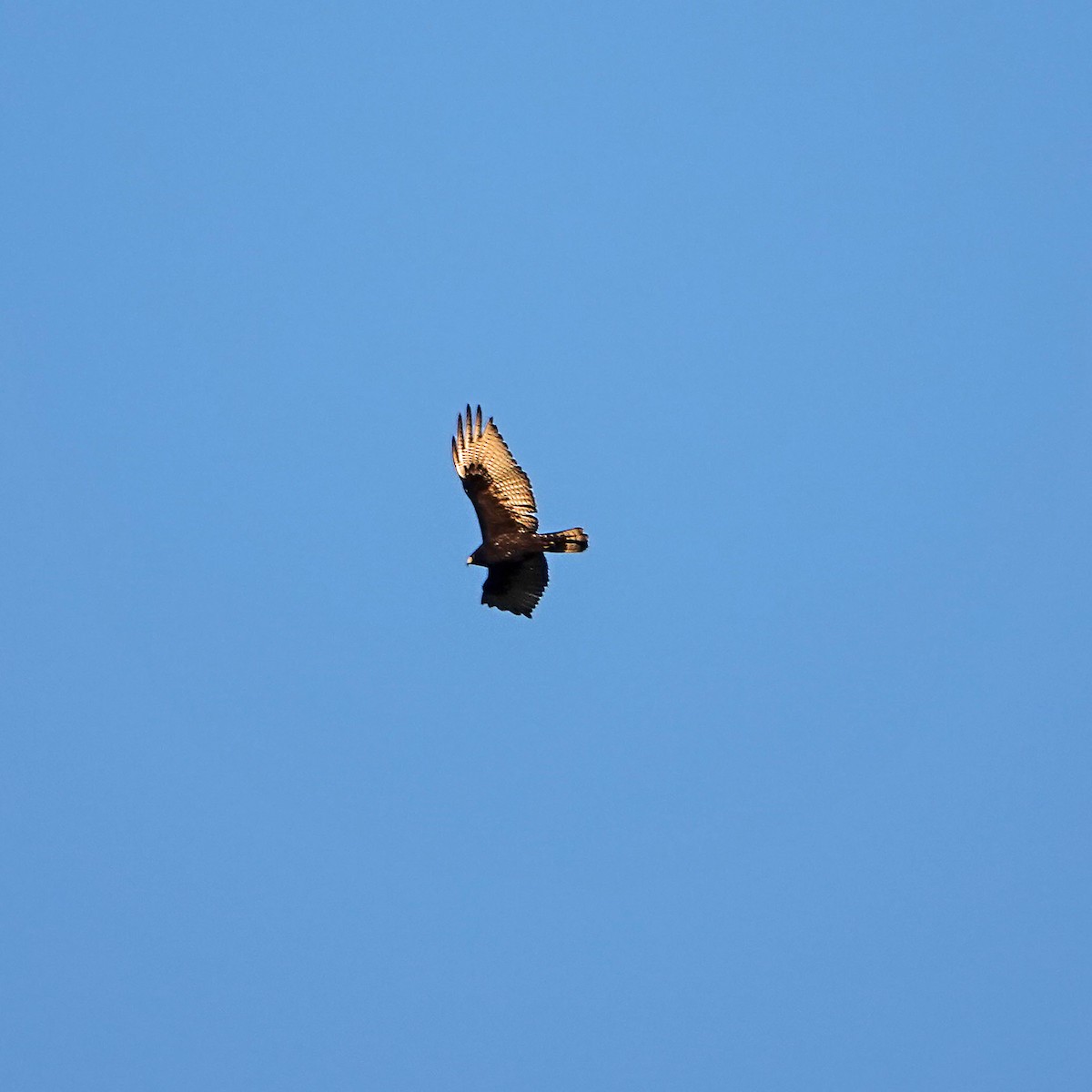 Zone-tailed Hawk - ML645532557