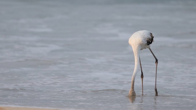 Фламінго рожевокрилий - ML645532592