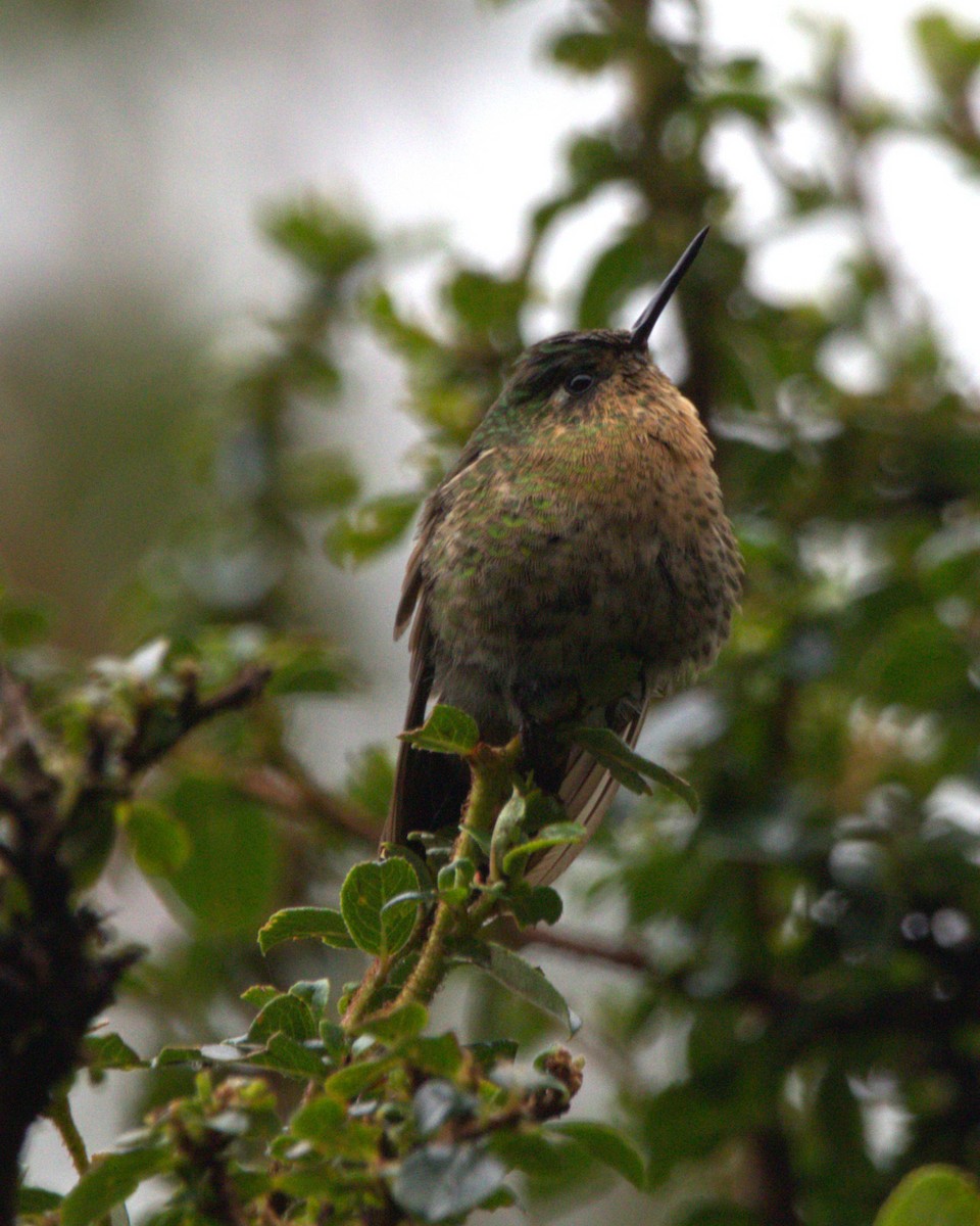 Tyrian Metaltail - ML645532594