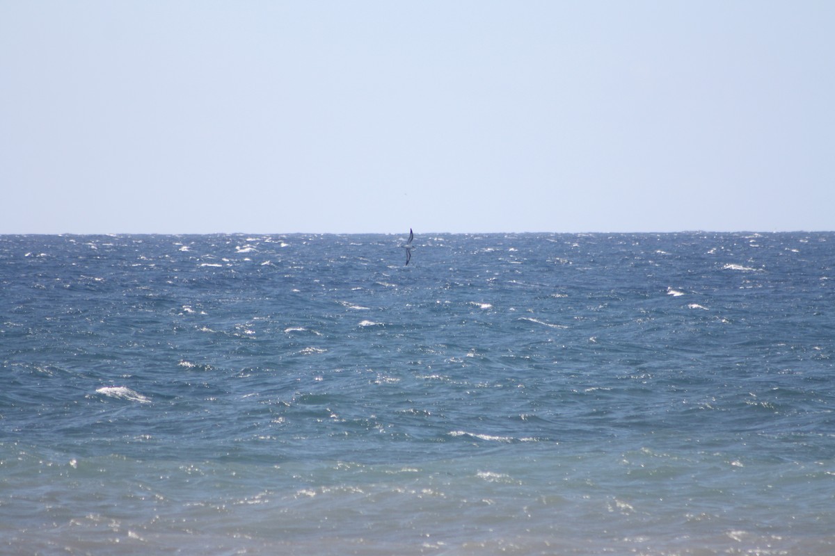 Barau's Petrel - ML645532595