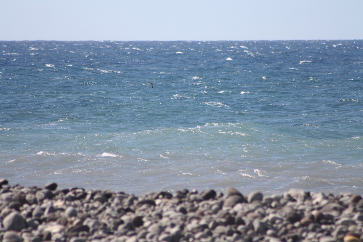 Barau's Petrel - ML645532604