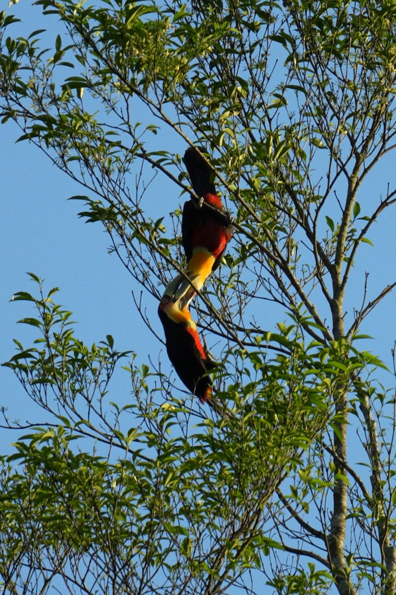 Red-breasted Toucan - ML645532607