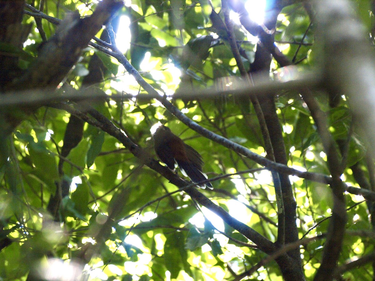 Arafura Fantail - ML645532611