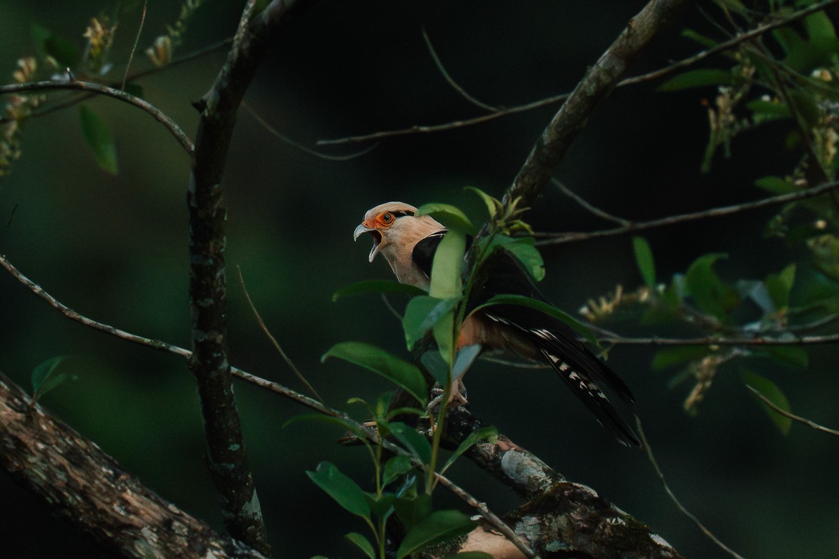 Yellow-headed Caracara - ML645532623