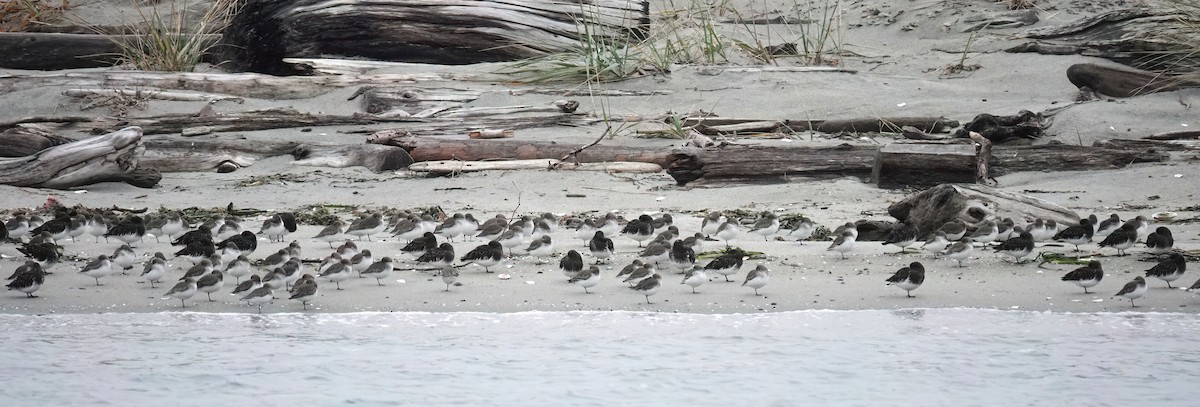 Dunlin - ML645532625