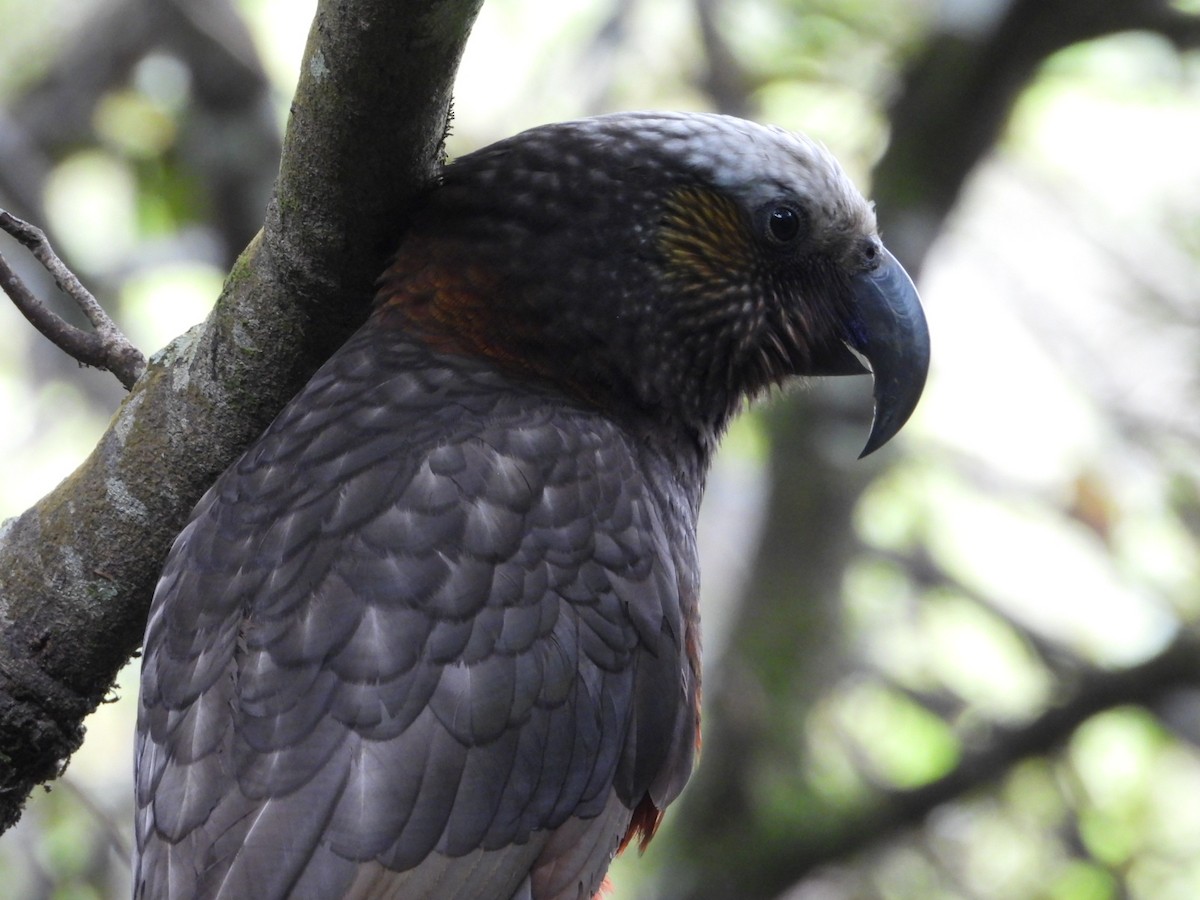 New Zealand Kaka - ML645532626