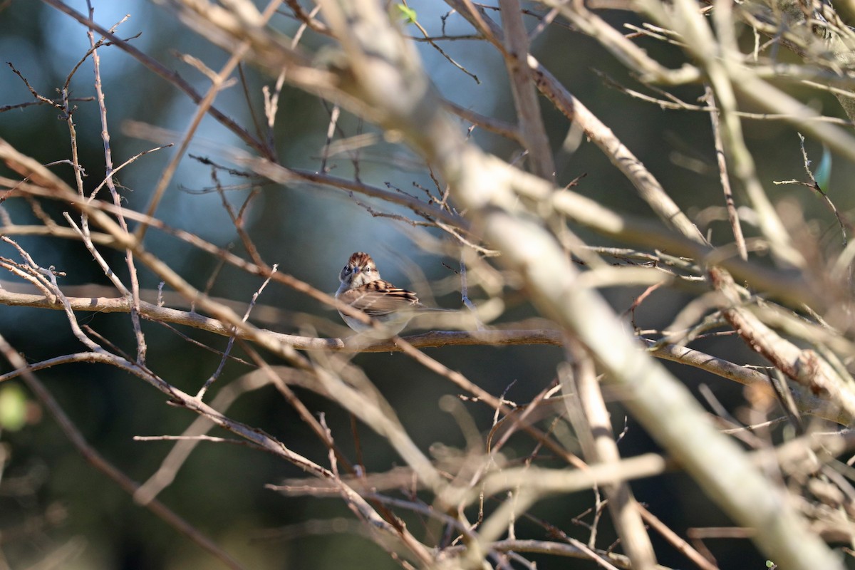Chipping Sparrow - ML645532641