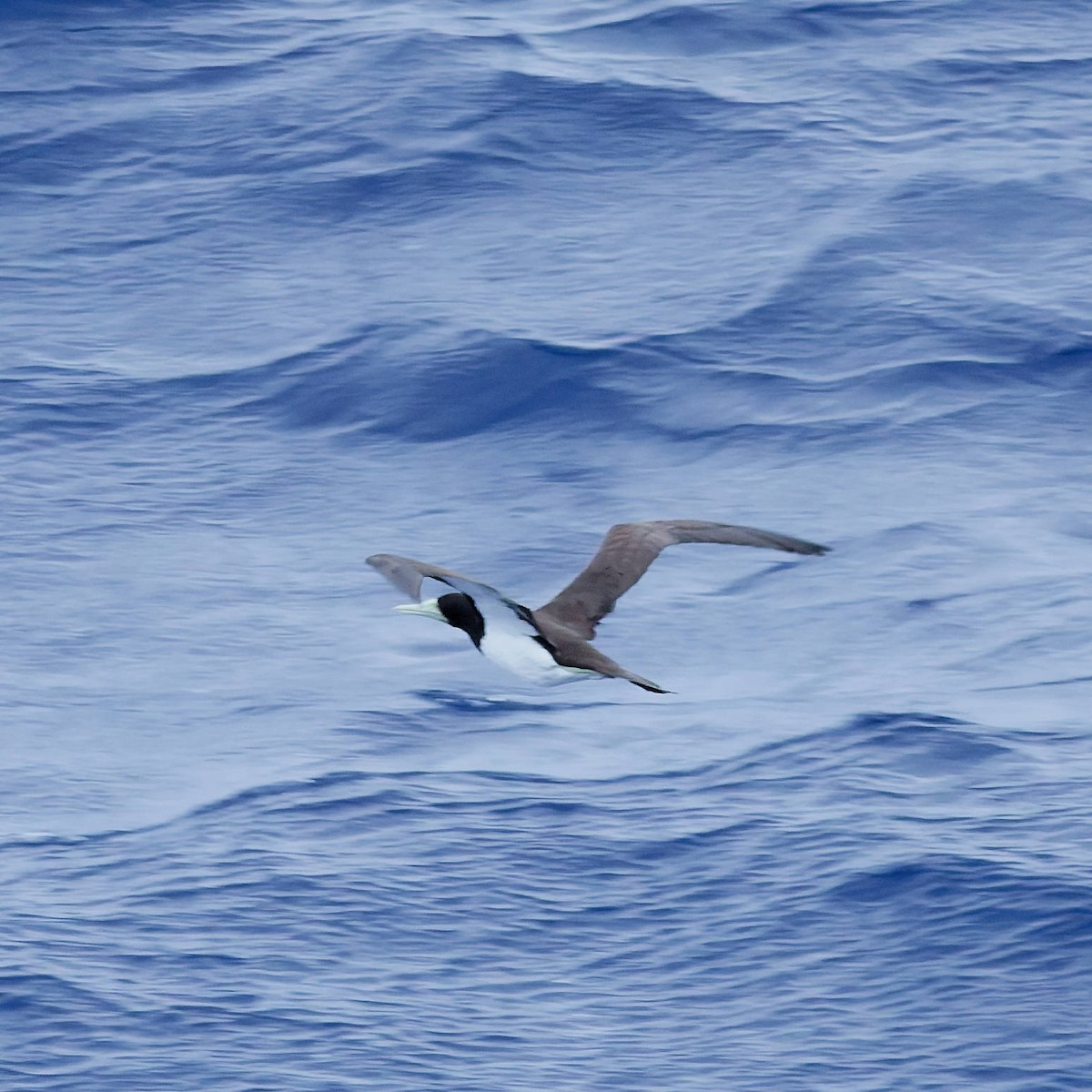 Brown Booby - ML645532644