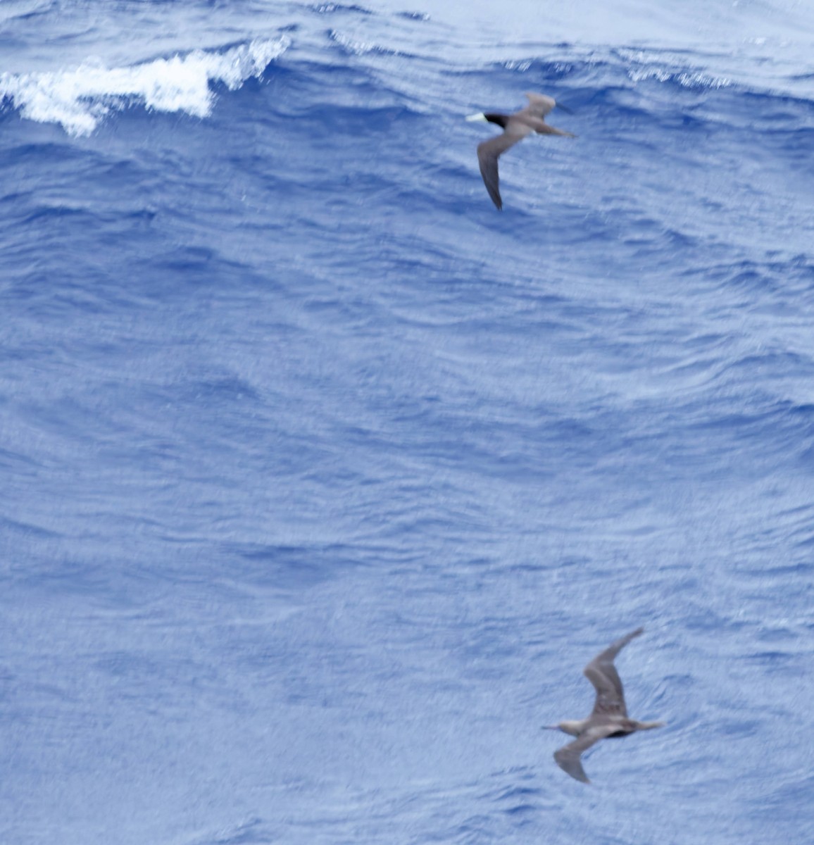 Brown Booby - ML645532645
