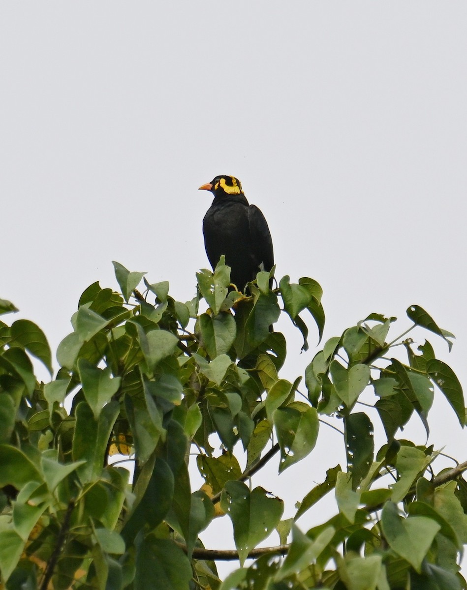 loskuták jižní - ML645532657