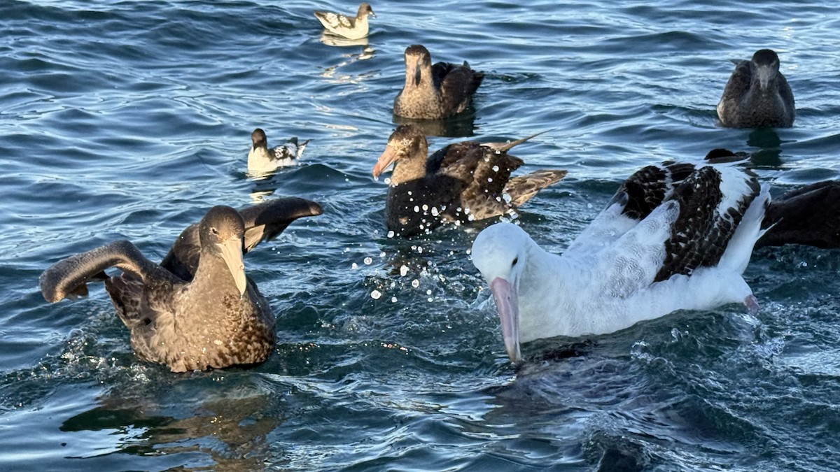 Petreltzar argia - ML645532668