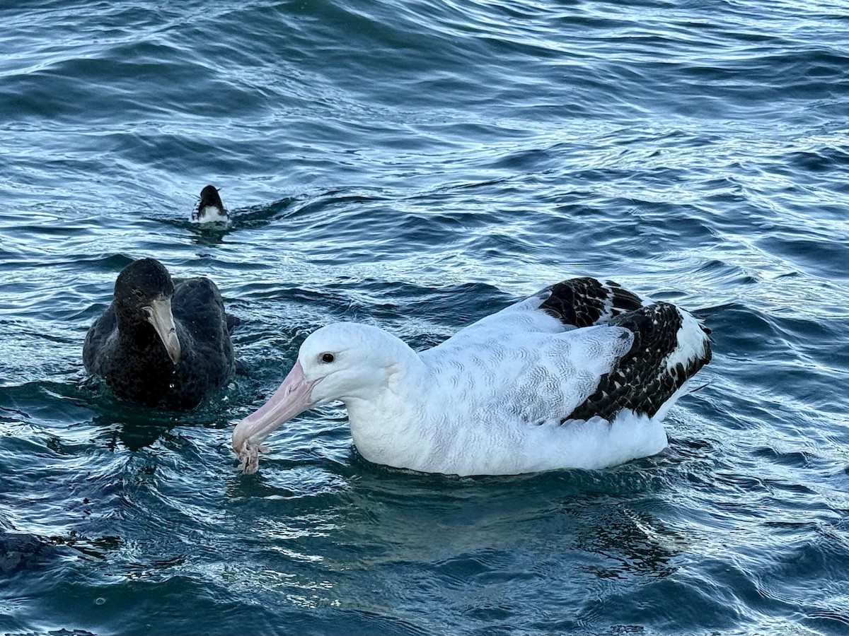 Antipodean Albatross (Gibson's) - ML645532669