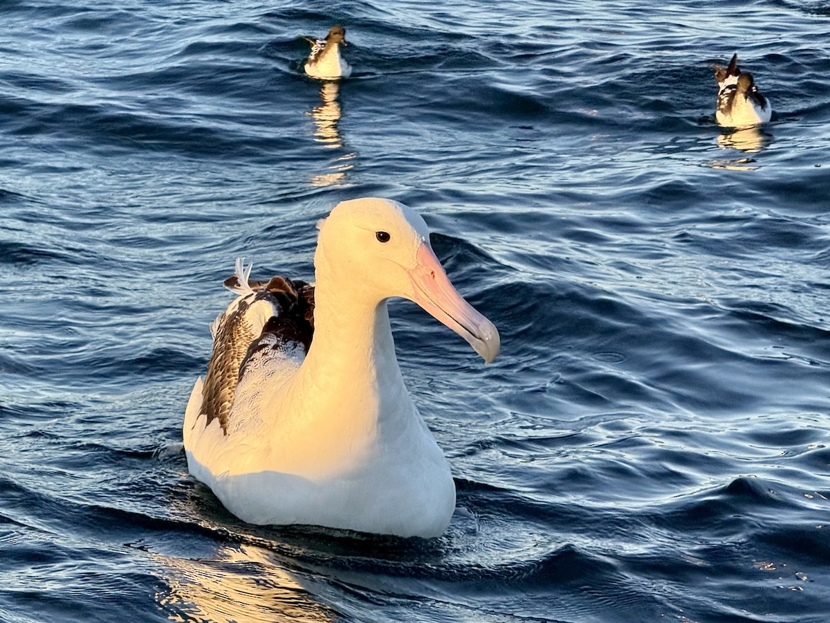 Hegoaldeko albatros handia - ML645532670