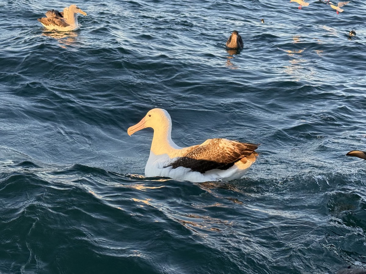 Hegoaldeko albatros handia - ML645532671