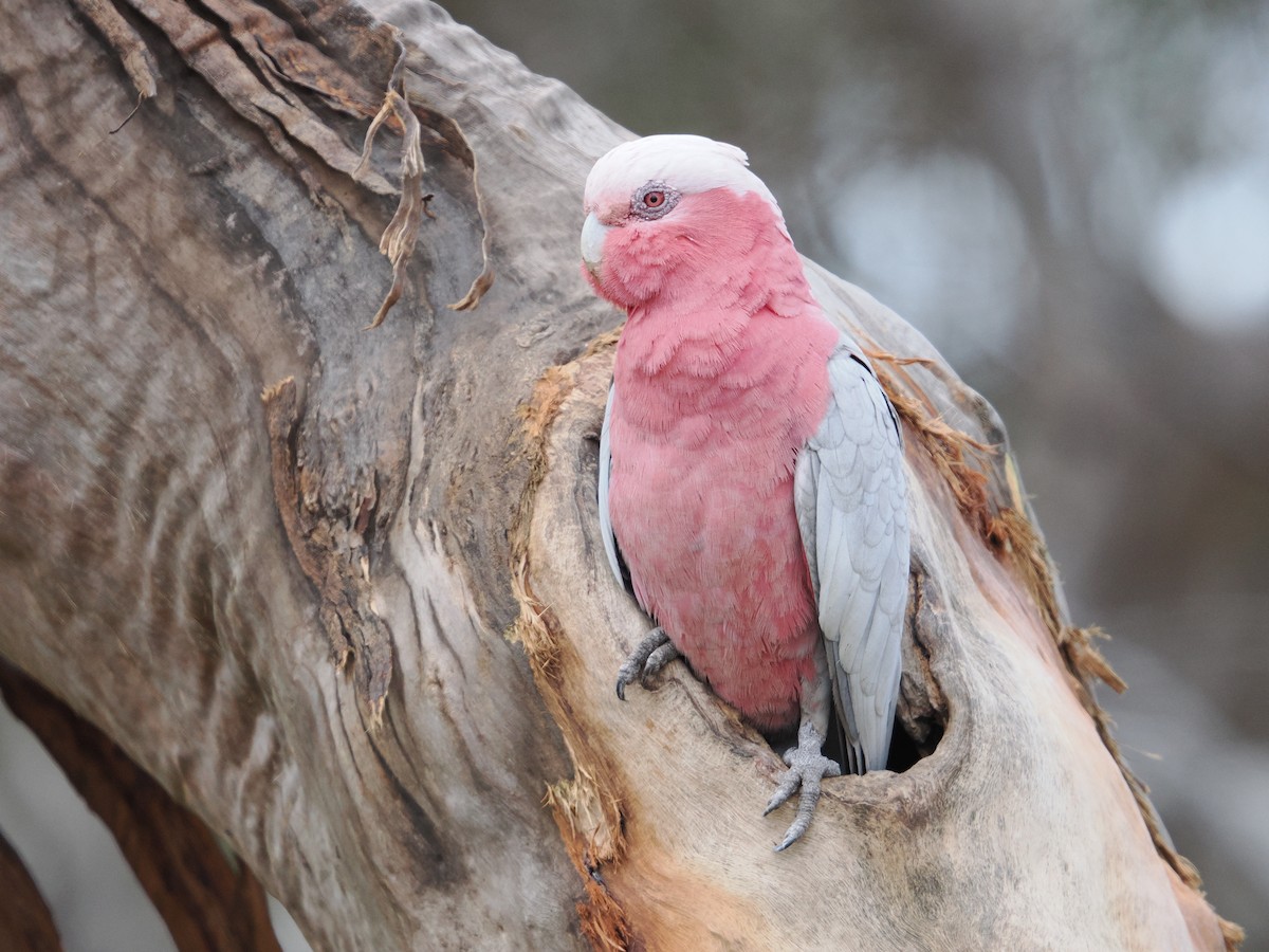 Galah - ML645532676