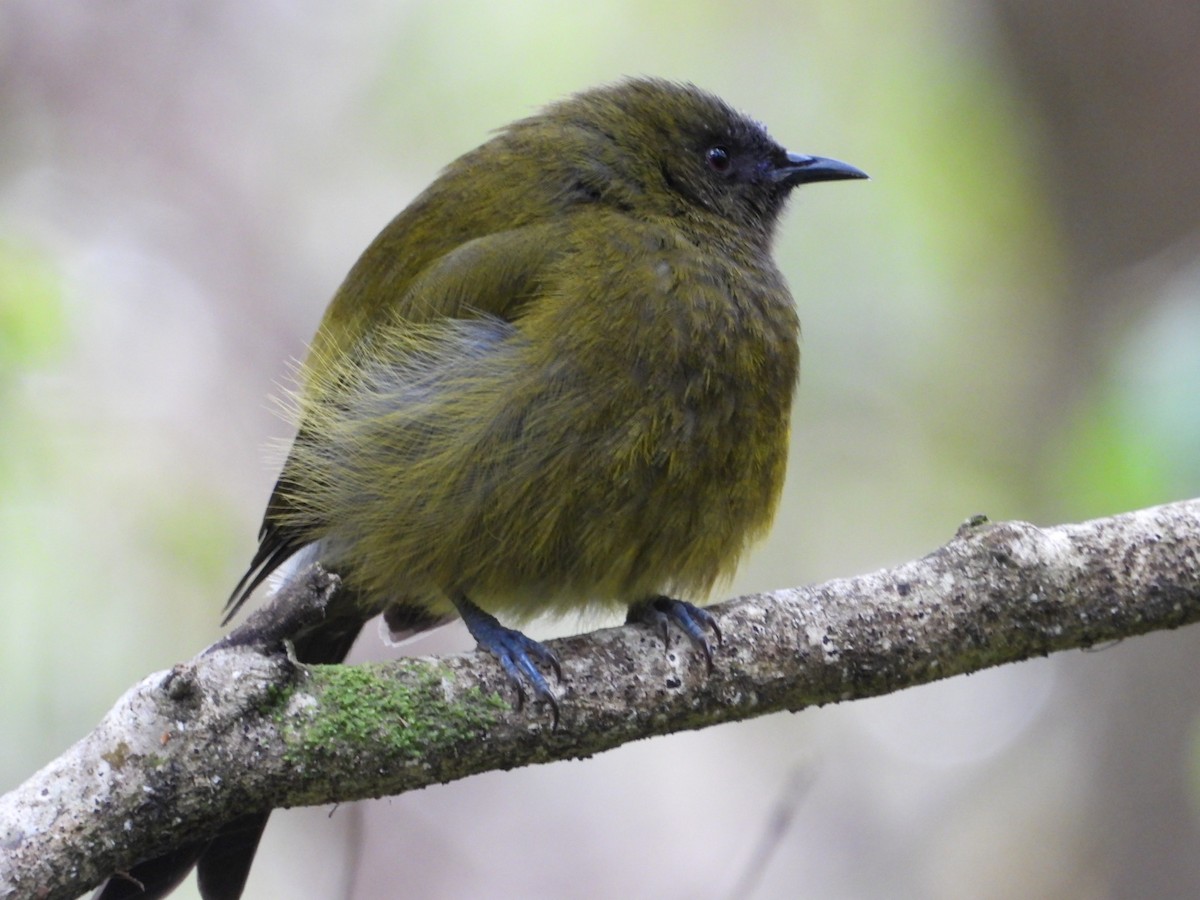 New Zealand Bellbird - ML645532678