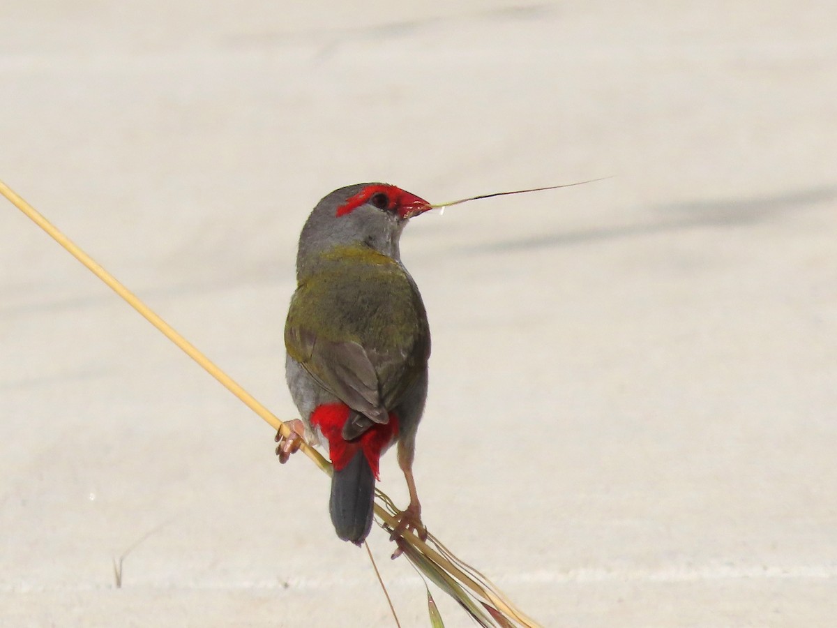 Red-browed Firetail - ML645532679