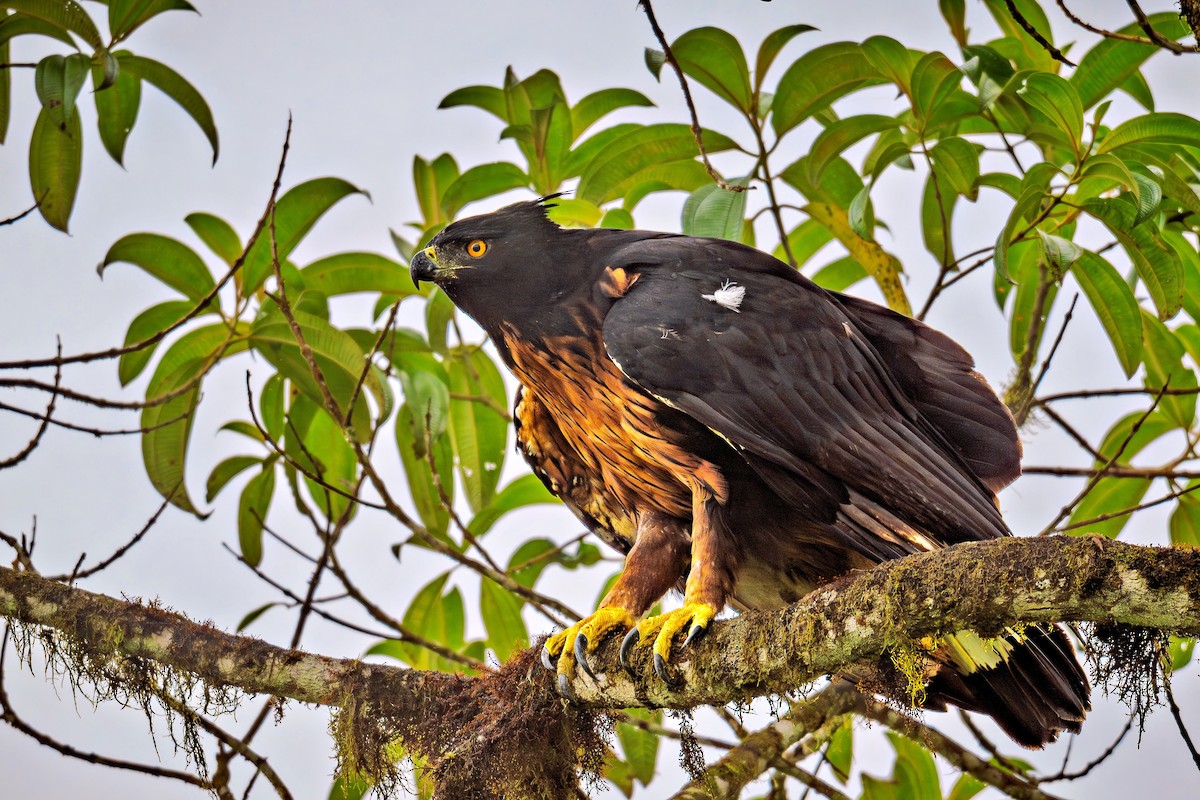 Black-and-chestnut Eagle - ML645532685
