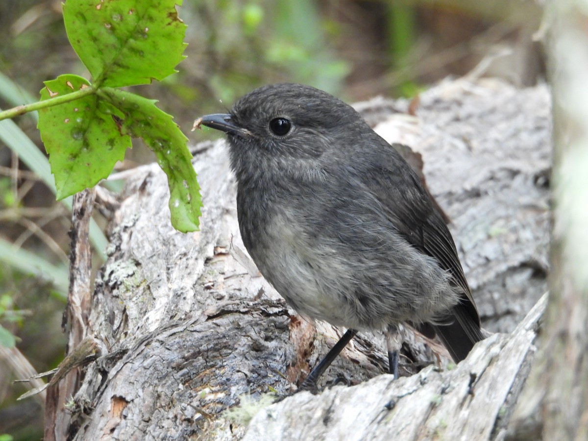 South Island Robin - ML645532688